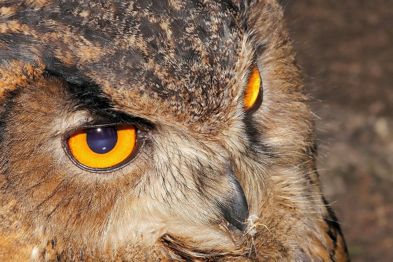 owl eagle owl raptor free photo