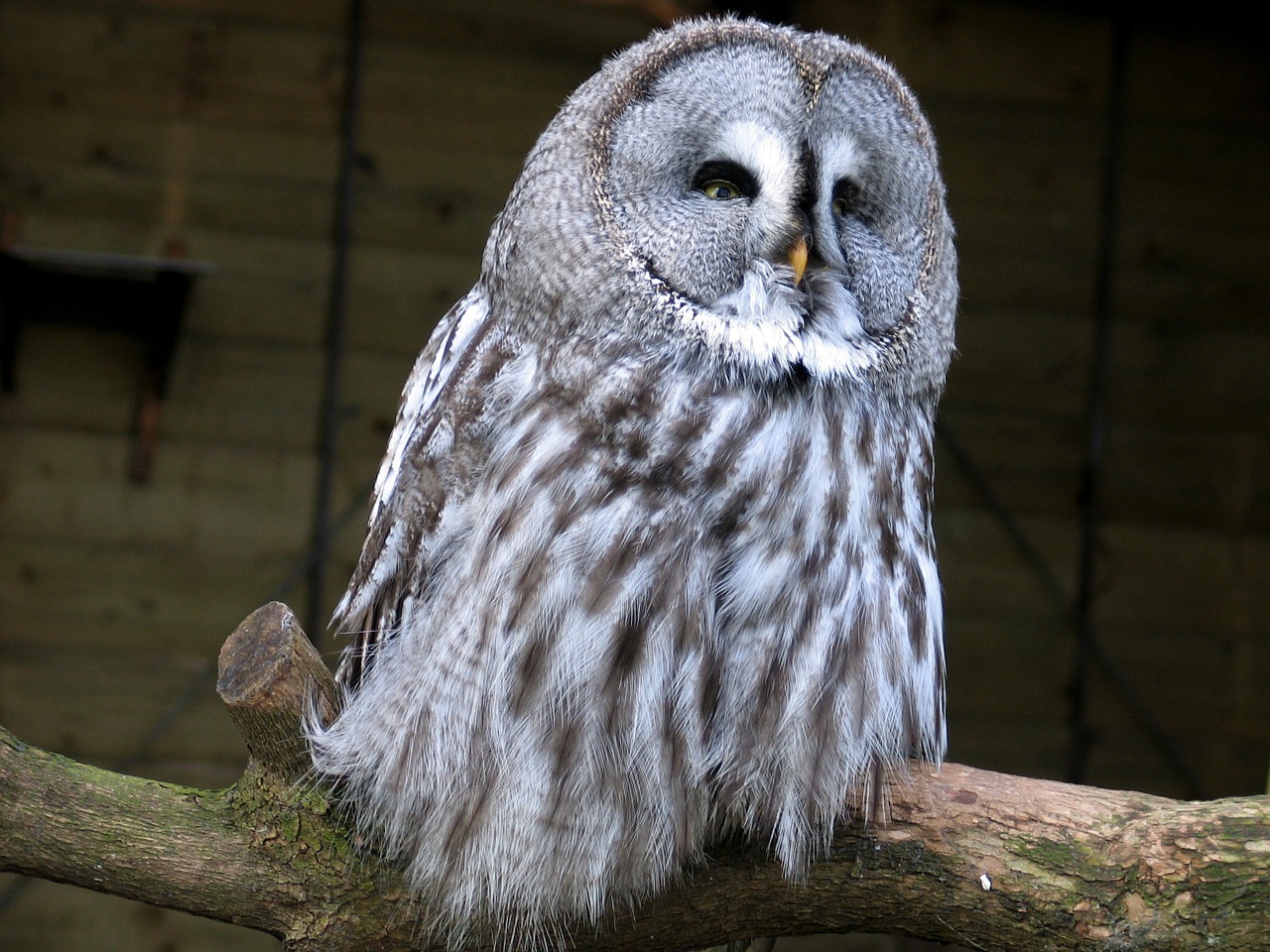 barn owl animals bird free photo