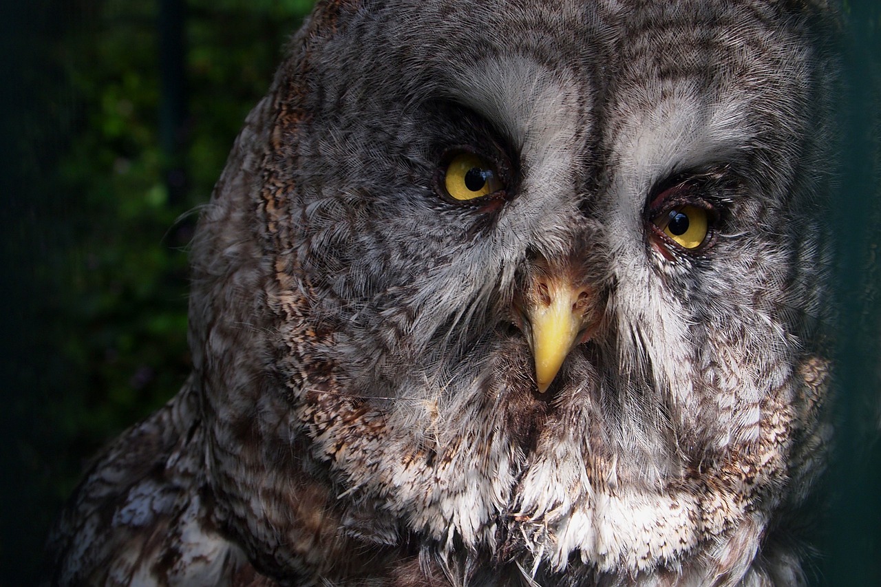 owl great grey owl birds free photo