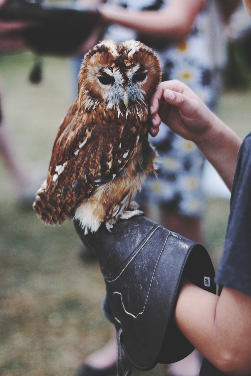 owl animal handler free photo