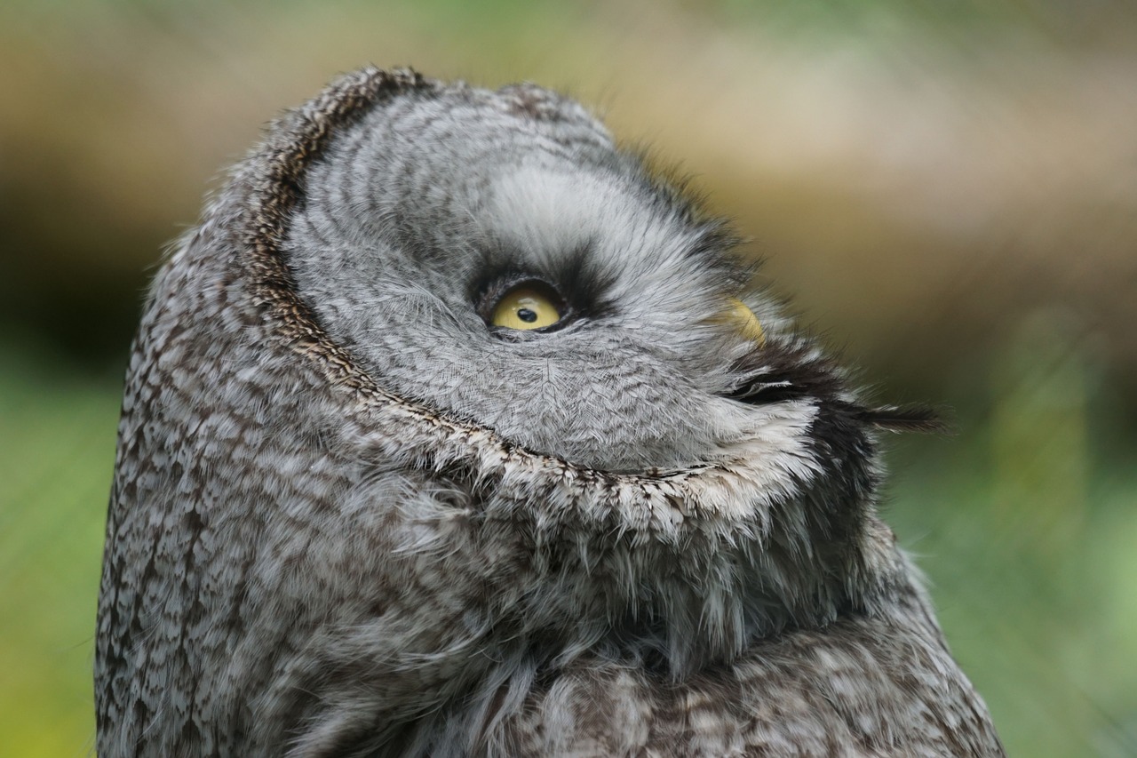 owl fascinating way free photo