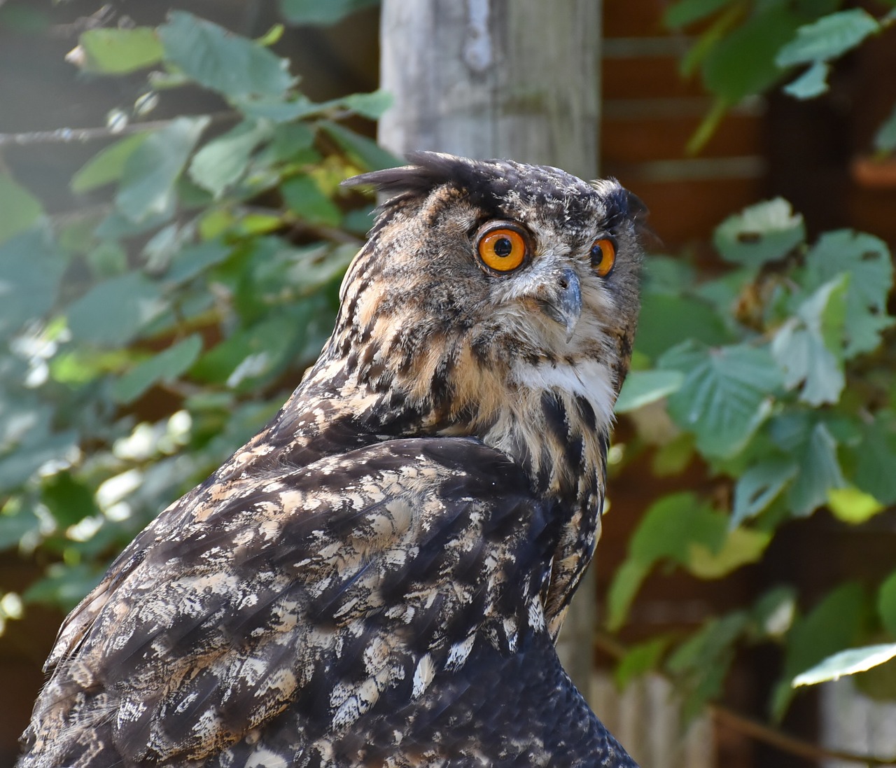 owl waldeule wild bird free photo