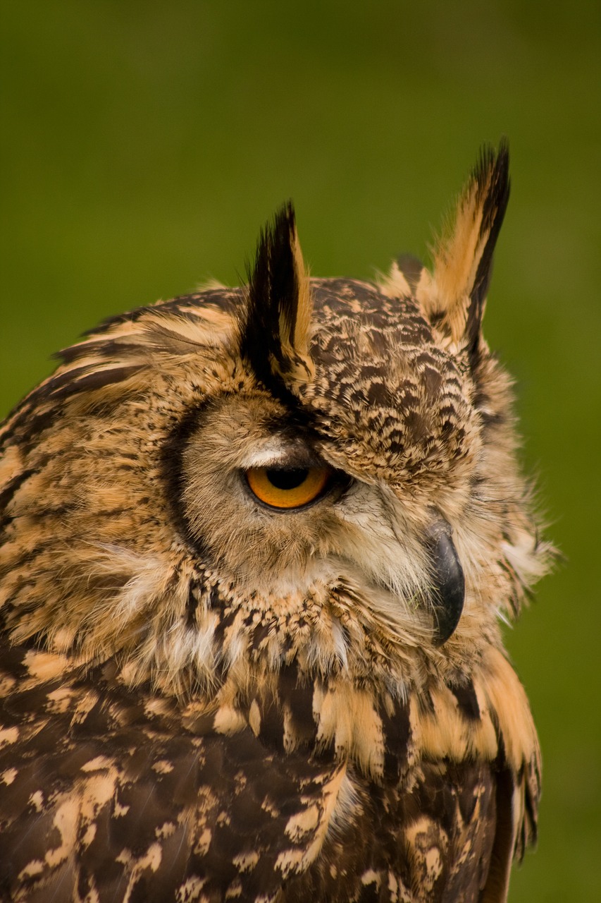 owl wildlife bird free photo