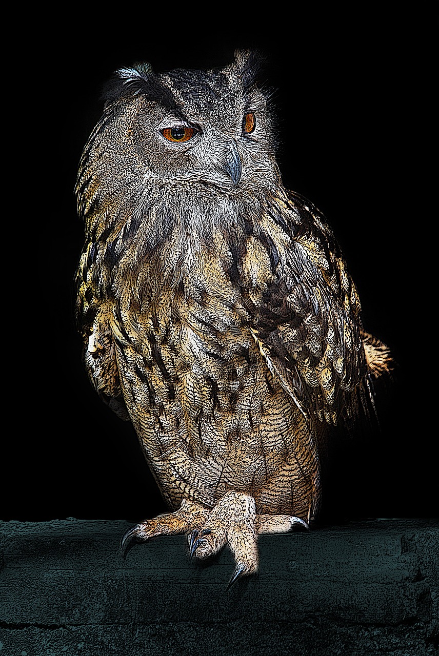 owl bird night free photo