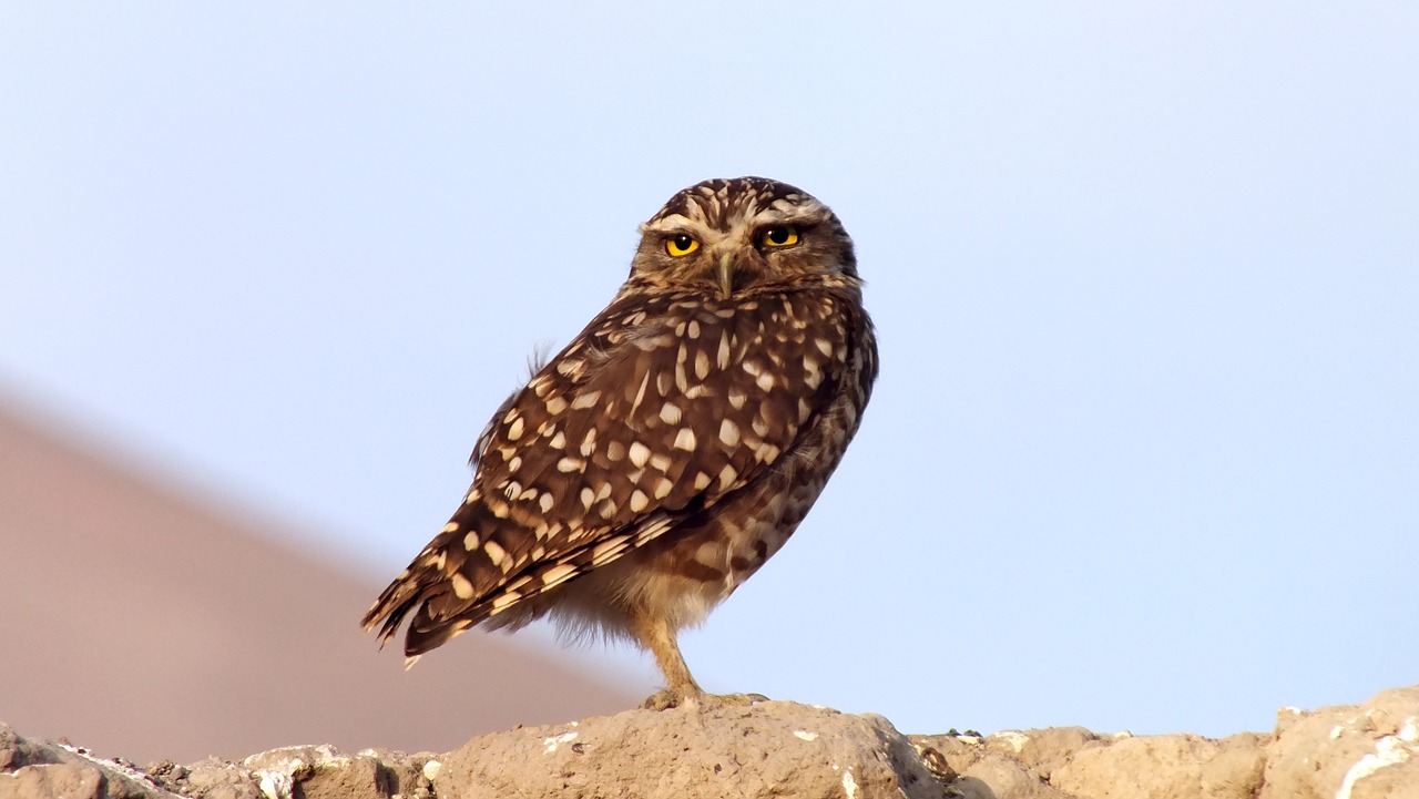 owl chile desert free photo