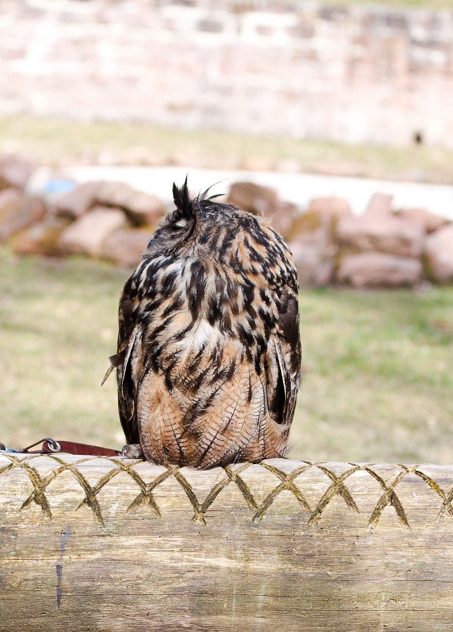 owl bird feather free photo