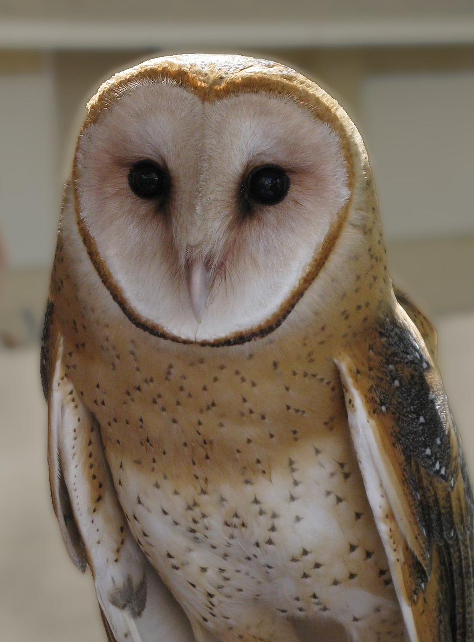 owl barn owl feathers free photo