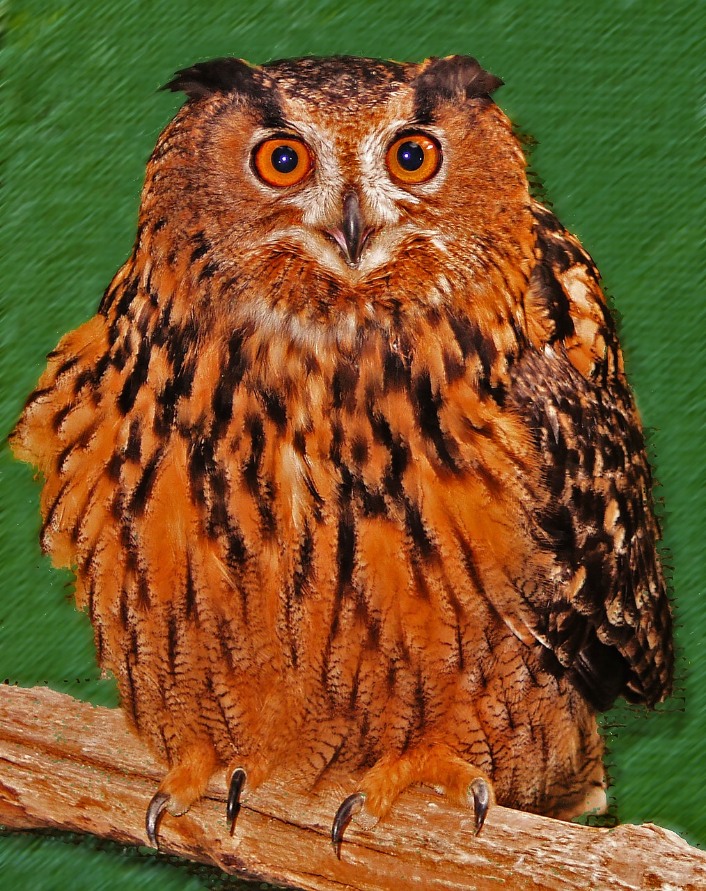 owl raptor lighted eyes free photo