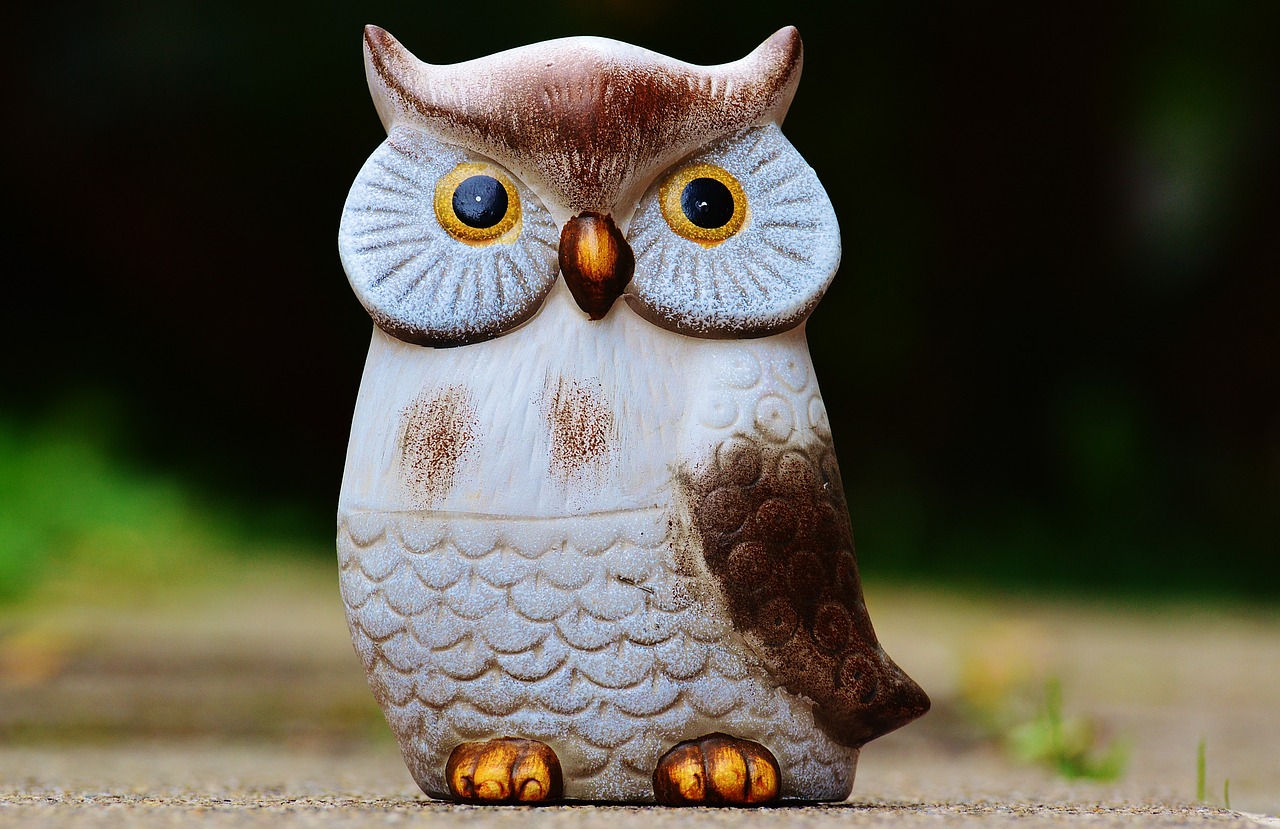 owl bird funny free photo