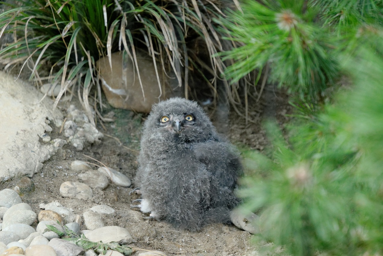 owl baby  owl  zoo free photo