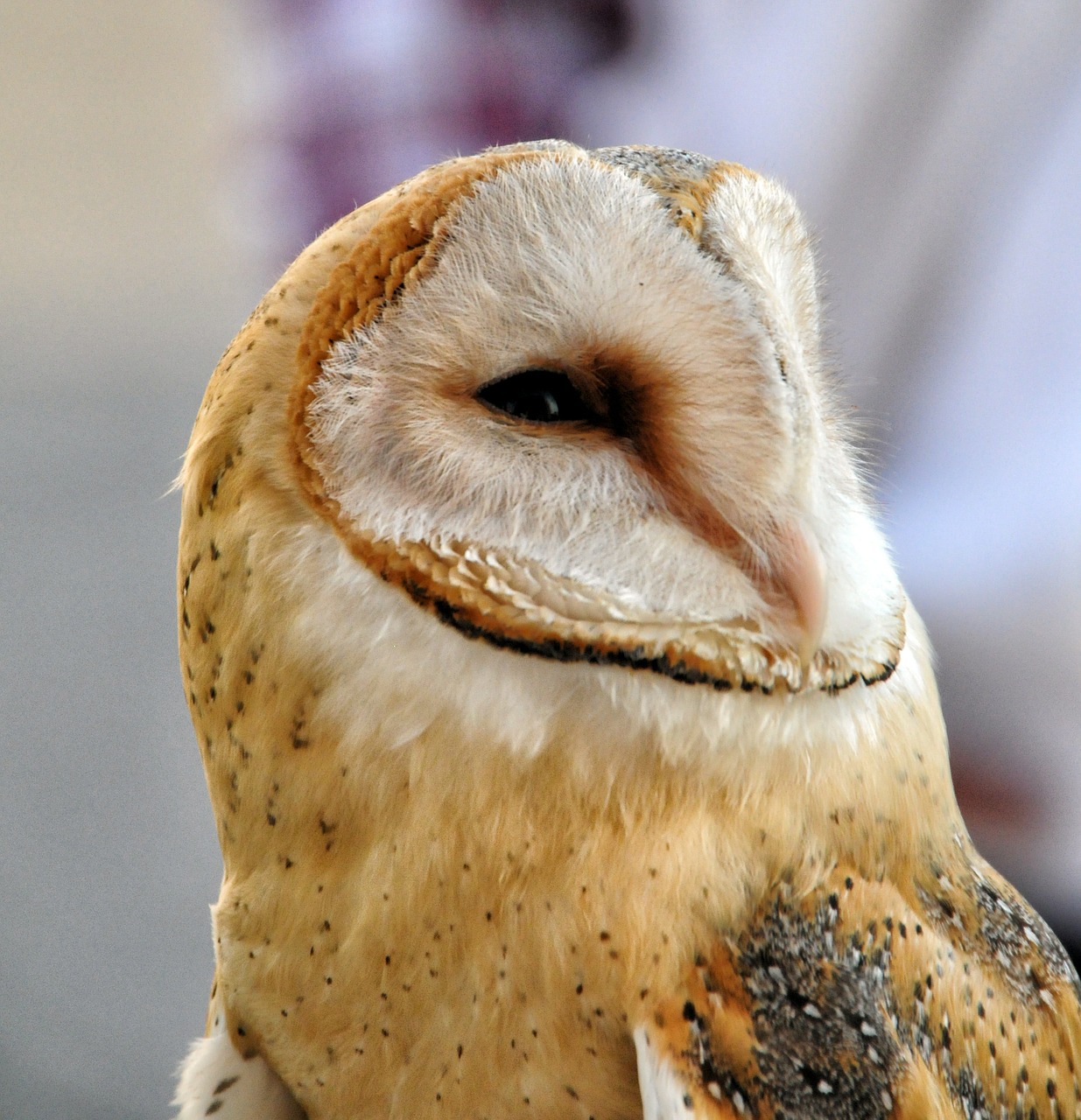 owl barn raptor bird free photo