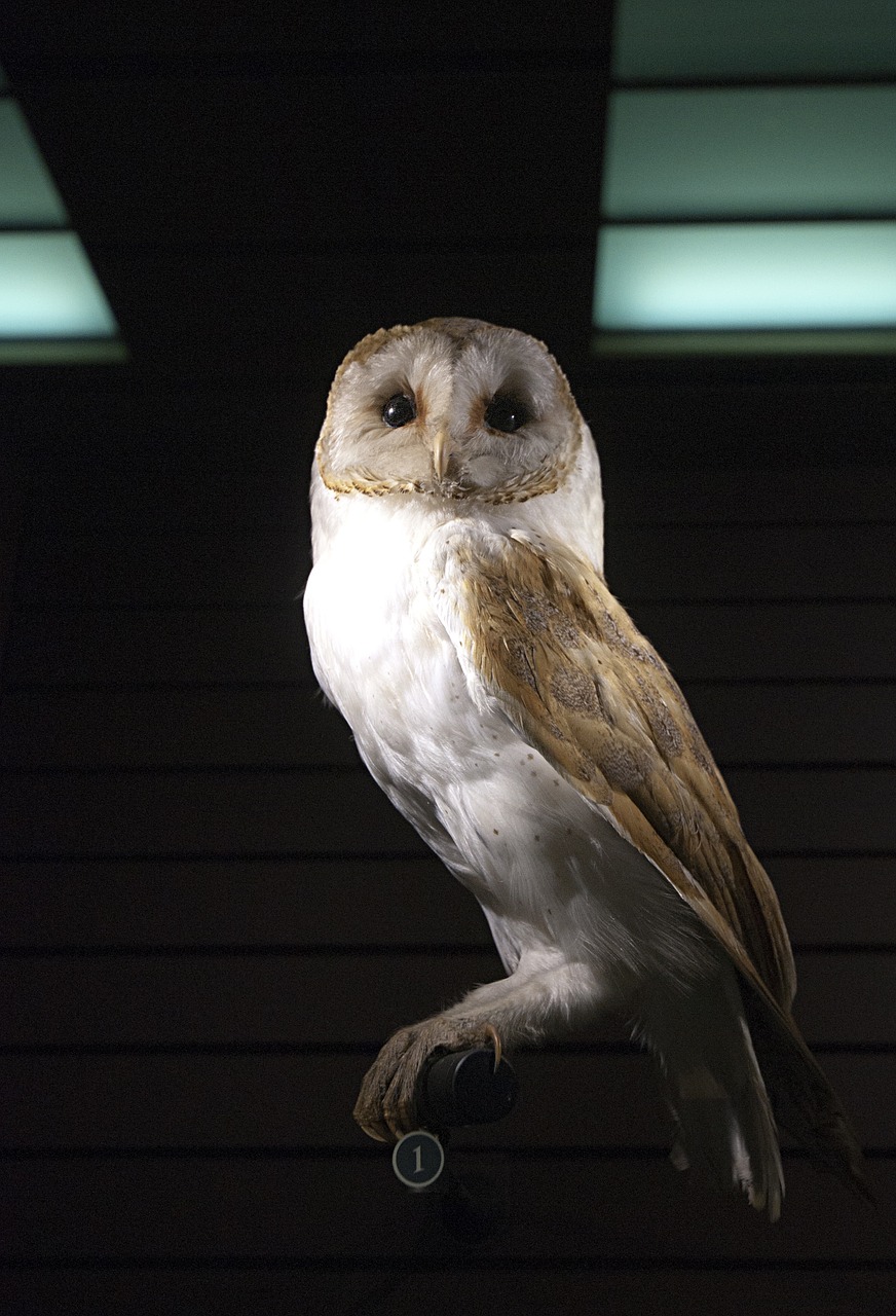 owl barn raptor bird free photo