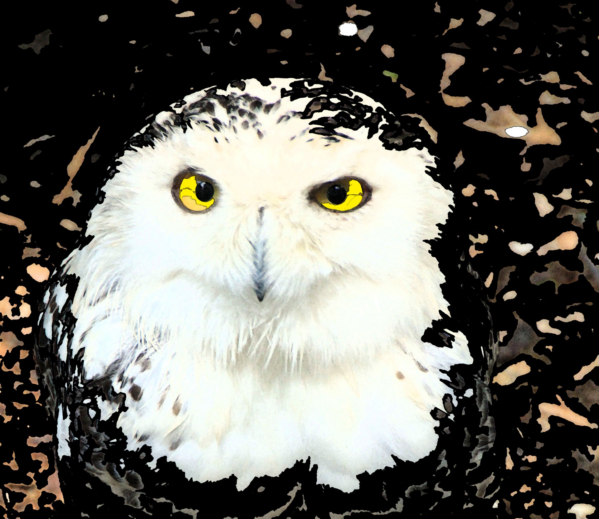 owl bird animal free photo