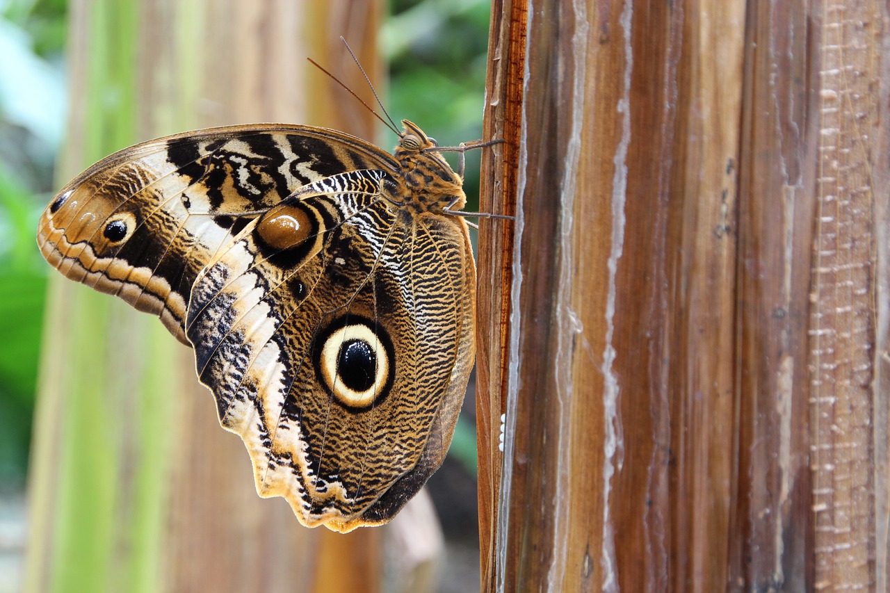 owl butterfly butterfly insect free photo