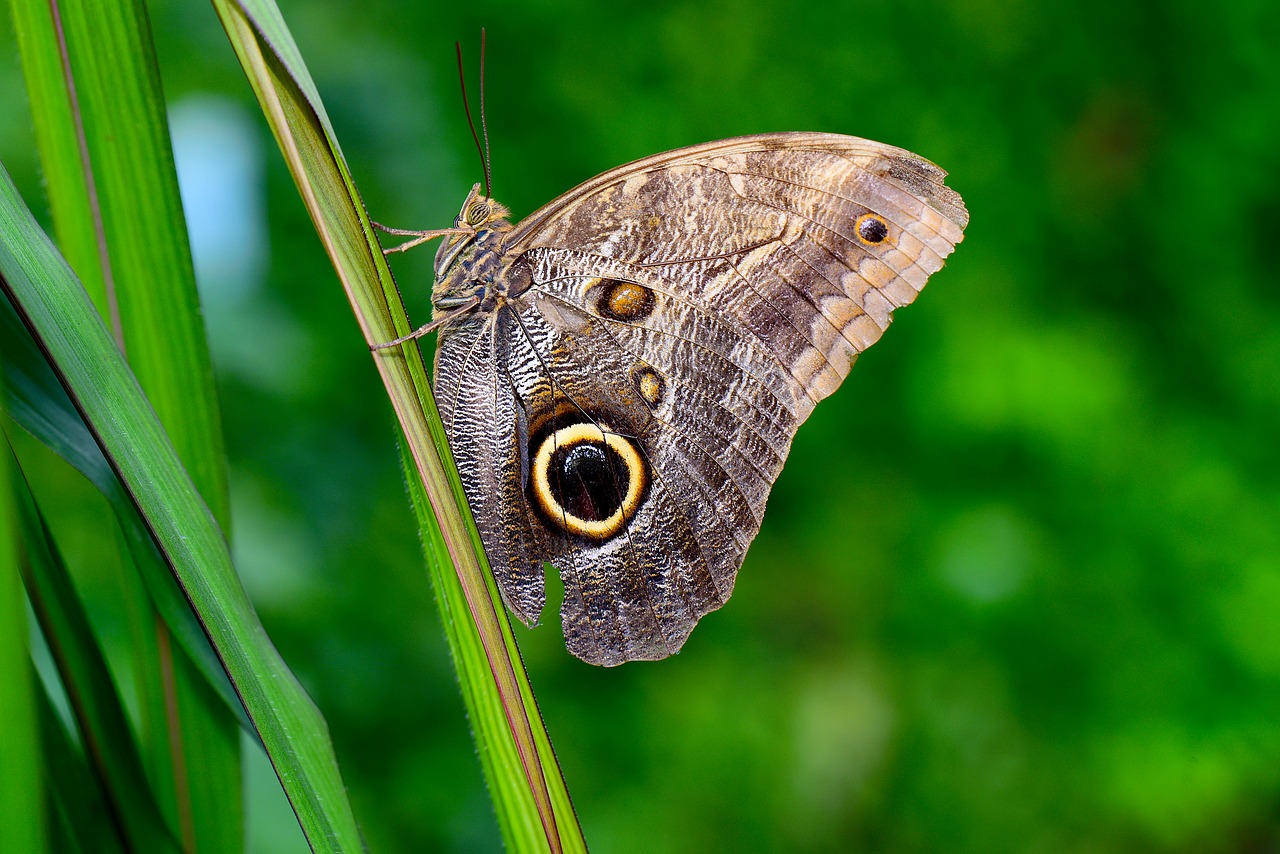 owl butterfly butterfly insect free photo