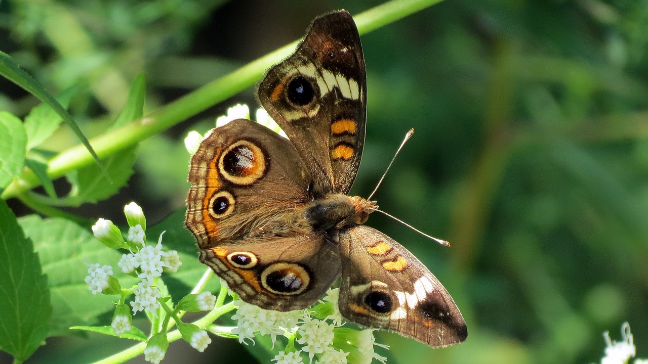owl butterfly plant insect free photo