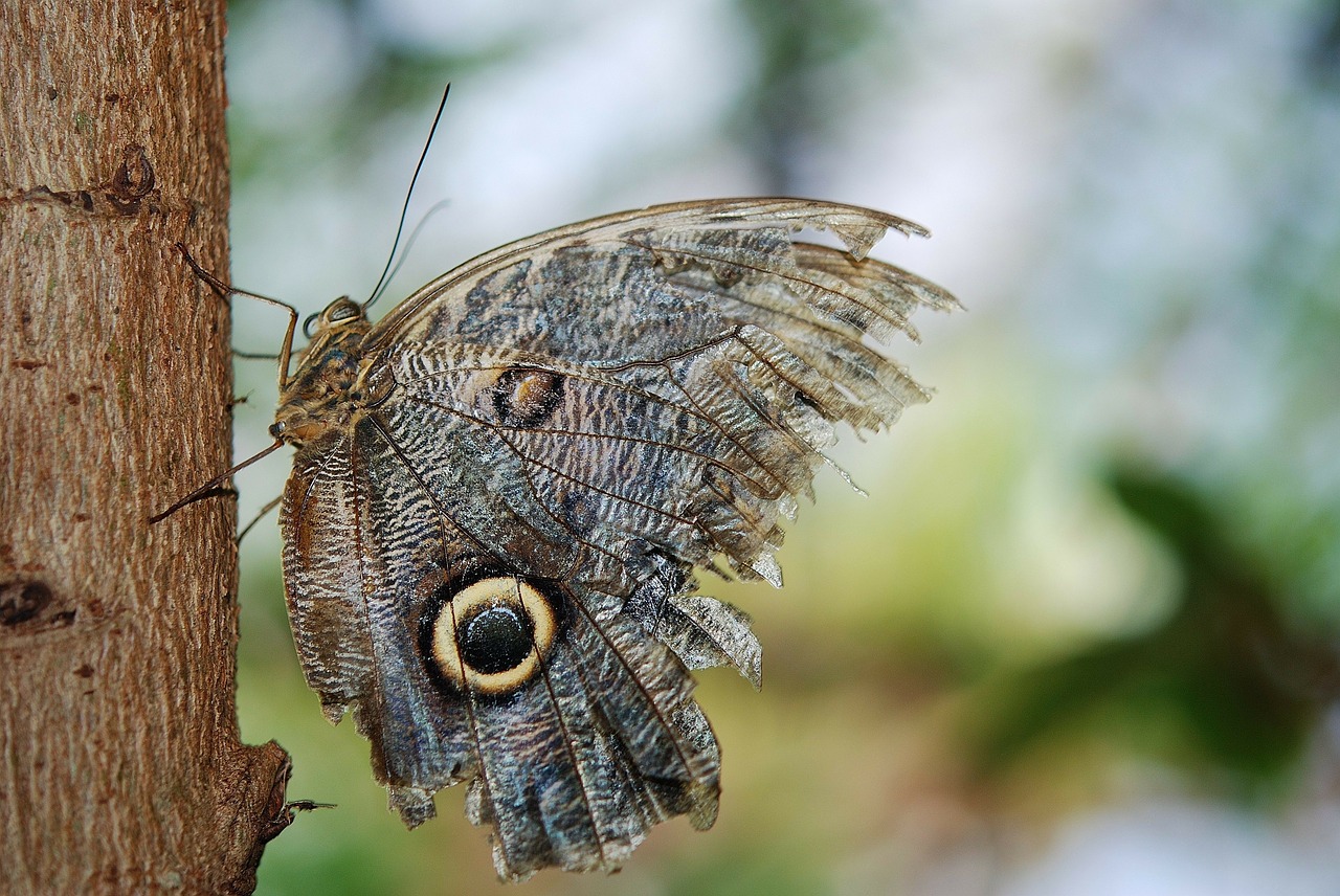 owl butterfly butterfly caligo free photo