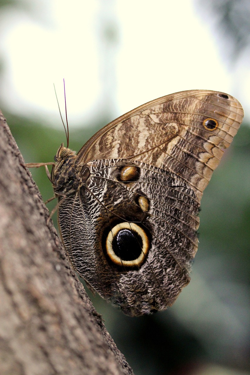 owl butterfly  butterfly  insect free photo