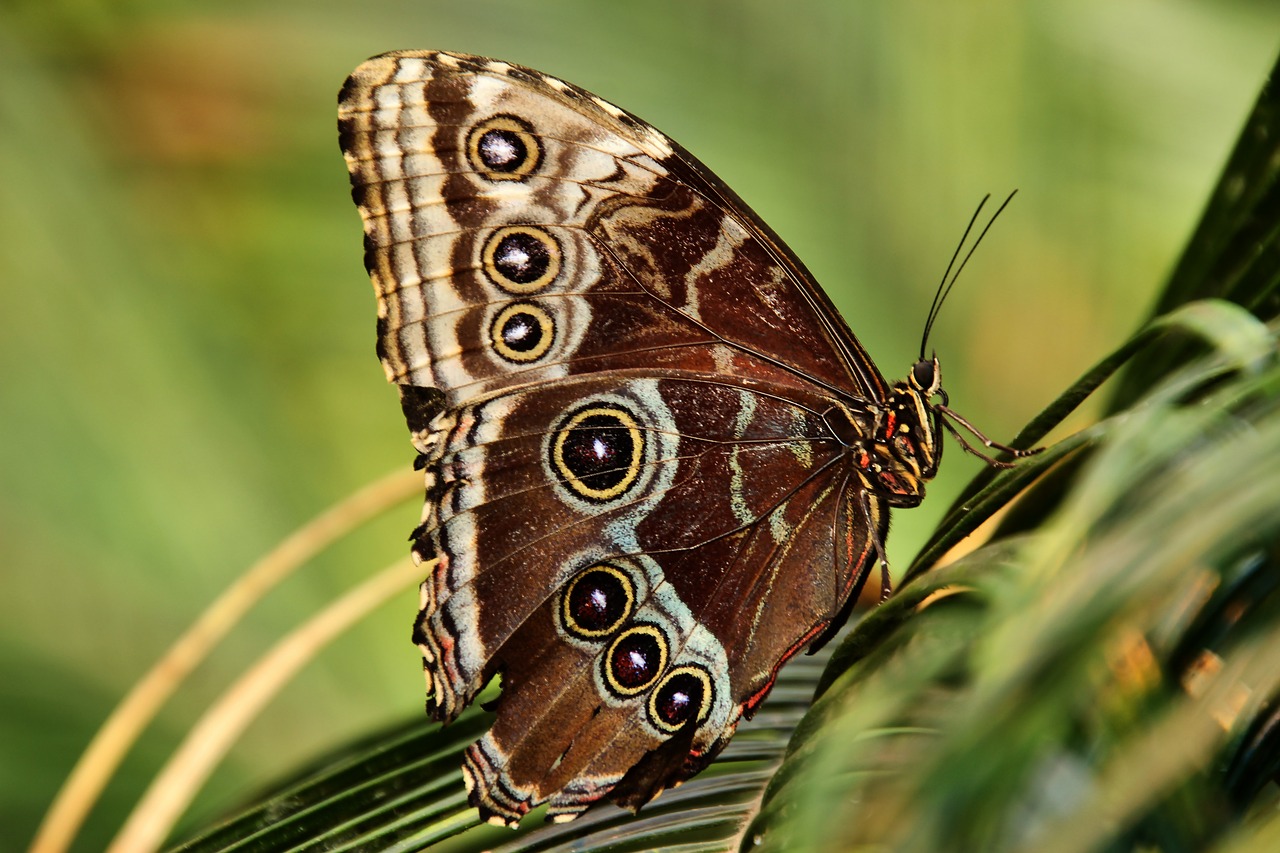 owl butterfly  butterfly  insect free photo