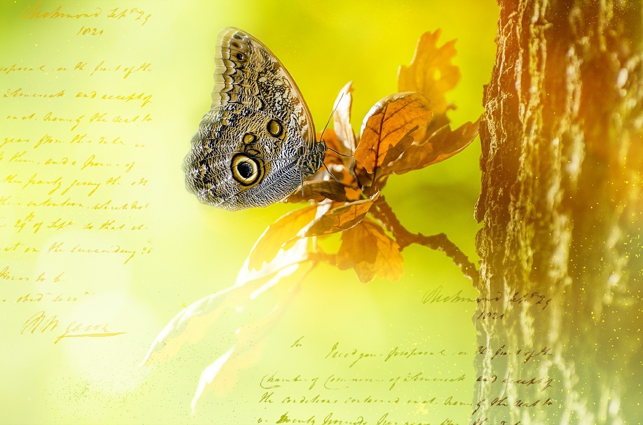 owl butterfly butterfly romantic free photo