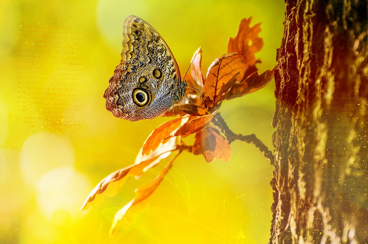 owl butterfly butterfly tree free photo