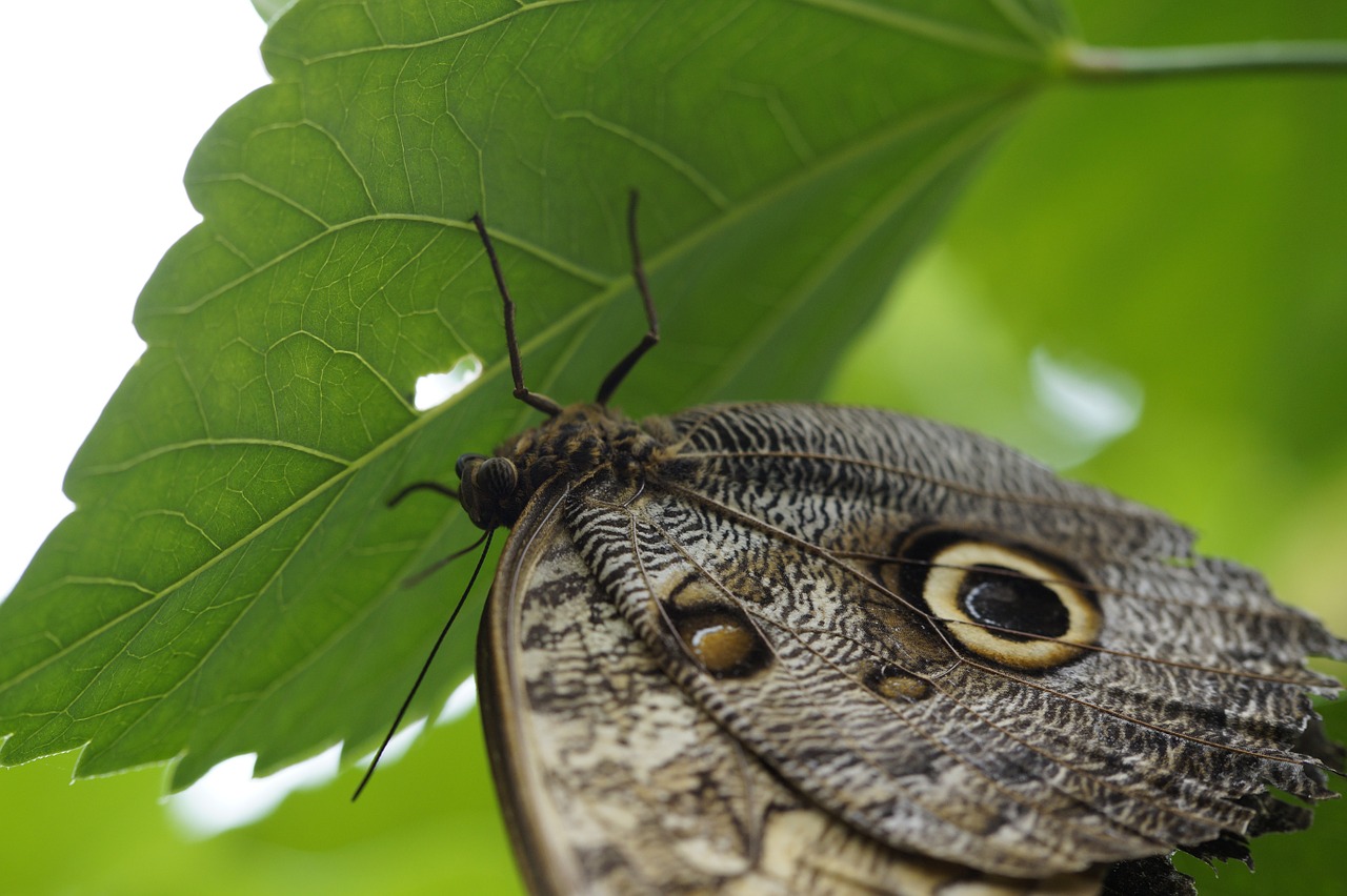 owl butterfly butterfly butterfly house free photo