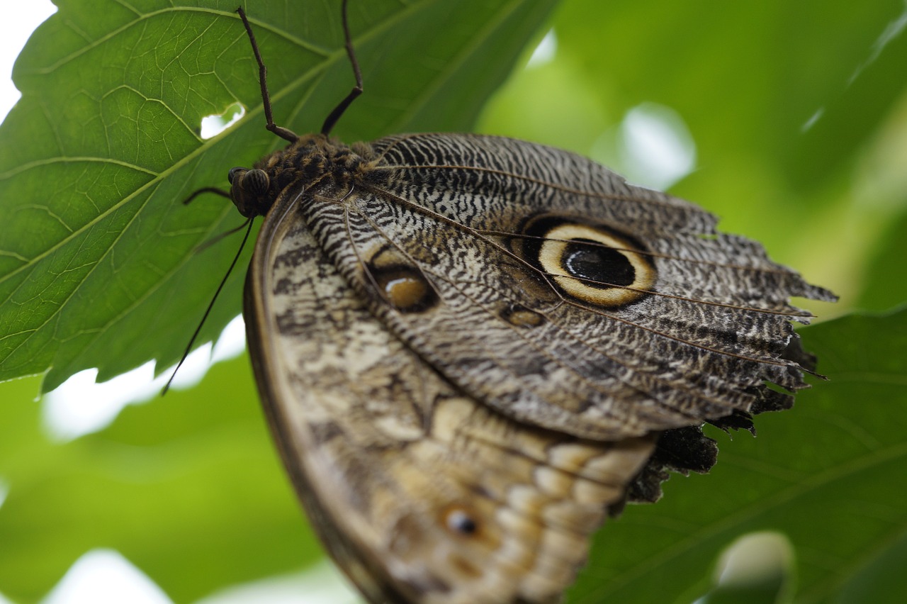 owl butterfly butterfly butterfly house free photo