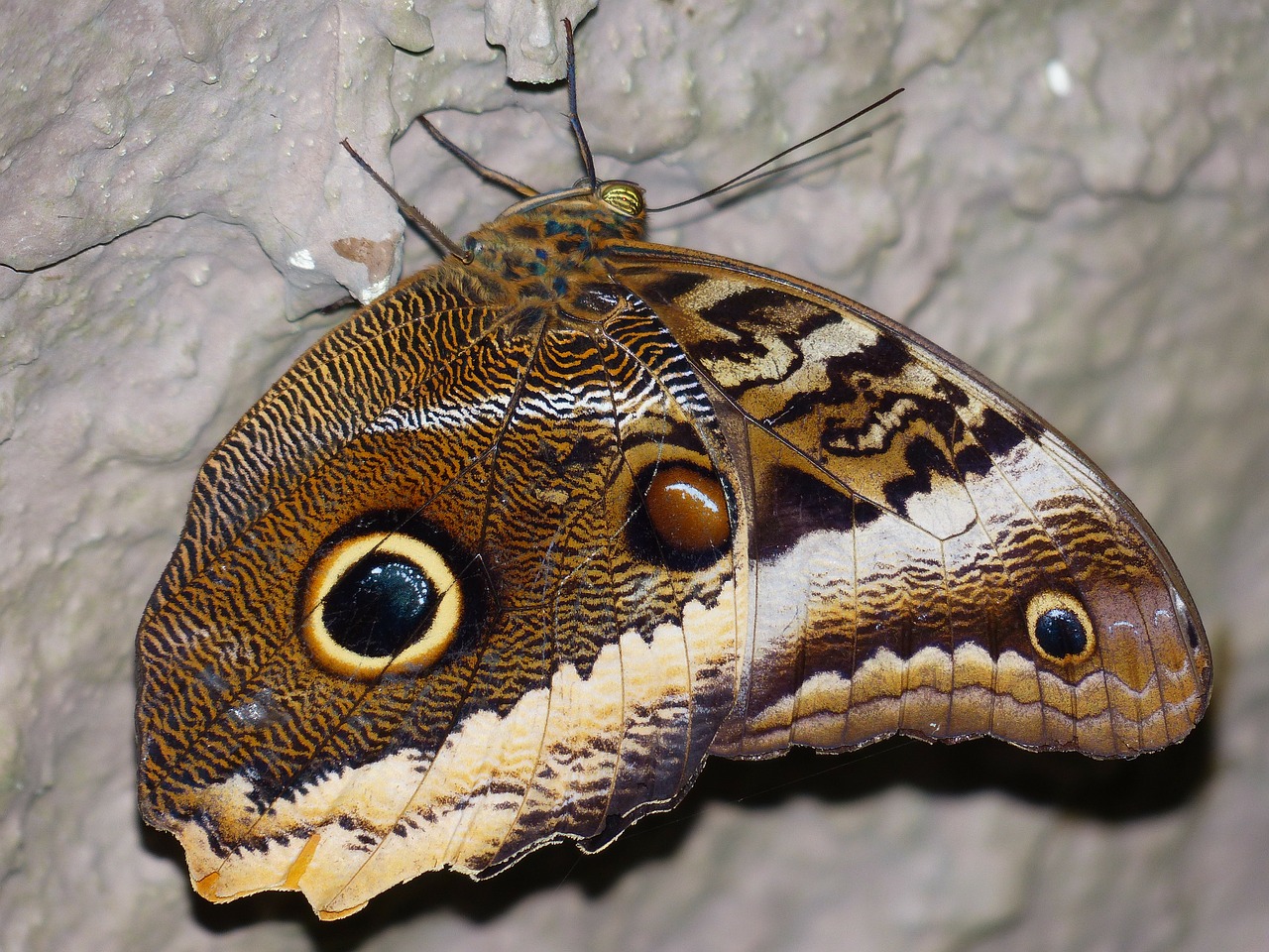 owl butterfly butterfly caligo free photo