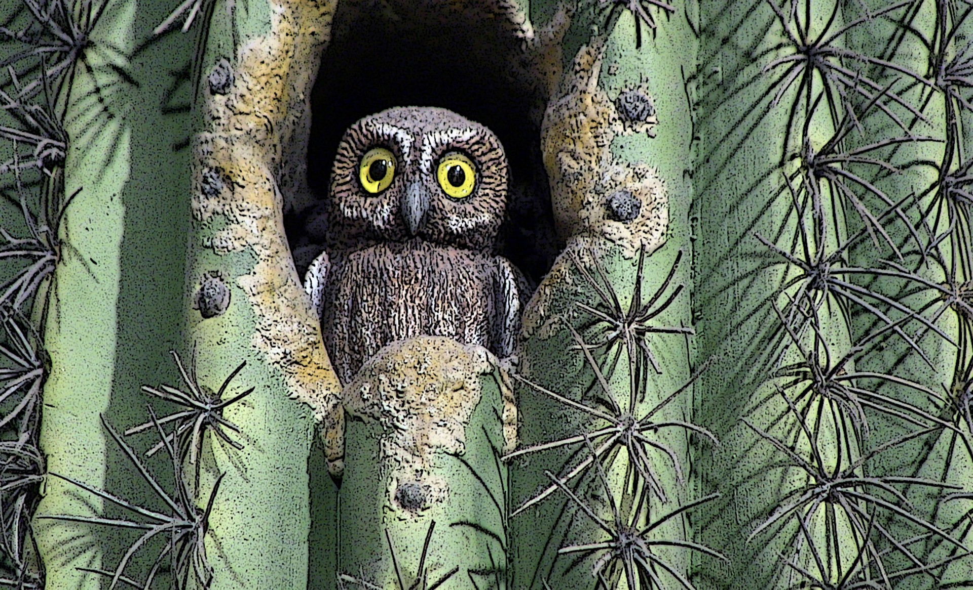 owl bird cactus free photo