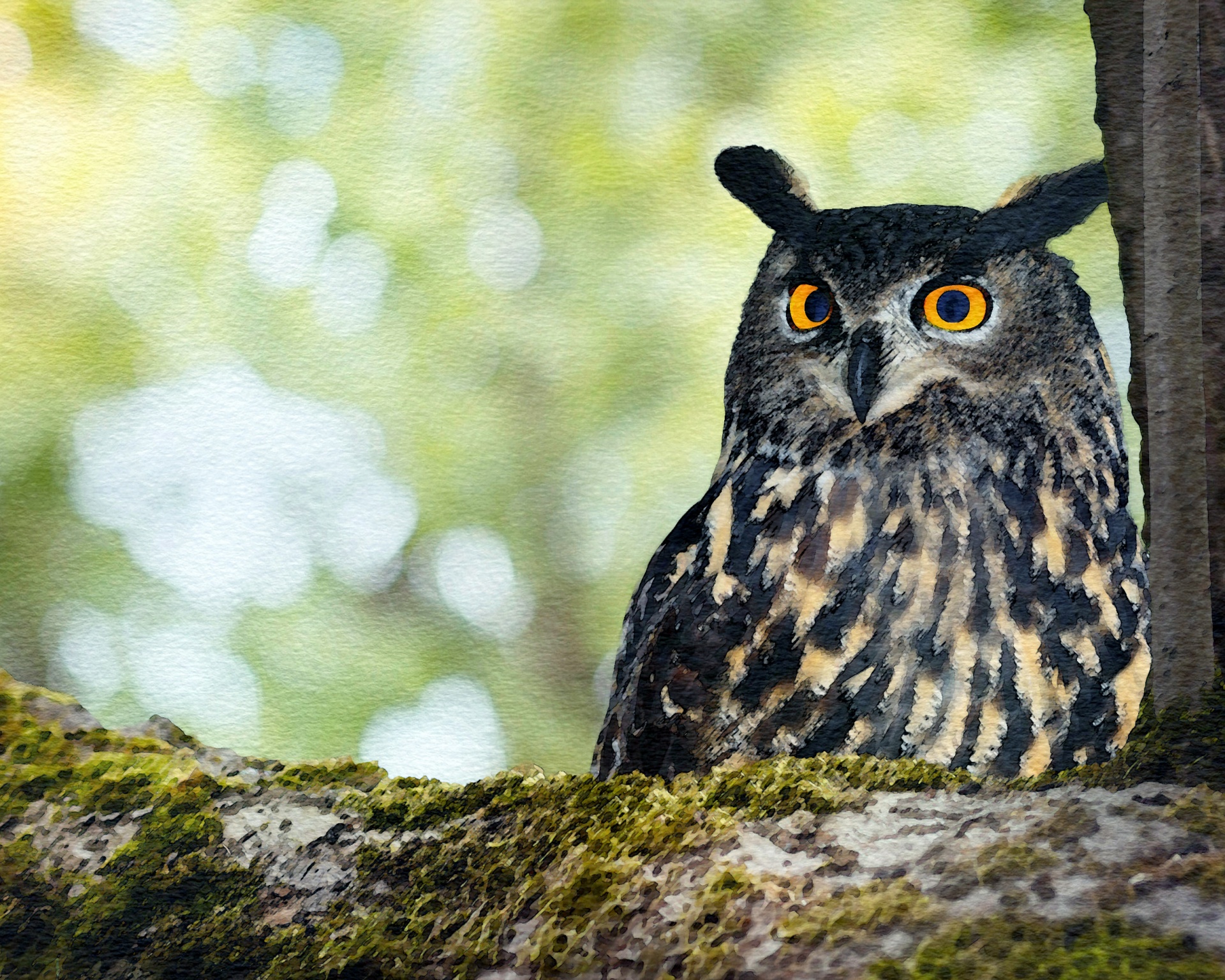 owl european owl bird free photo