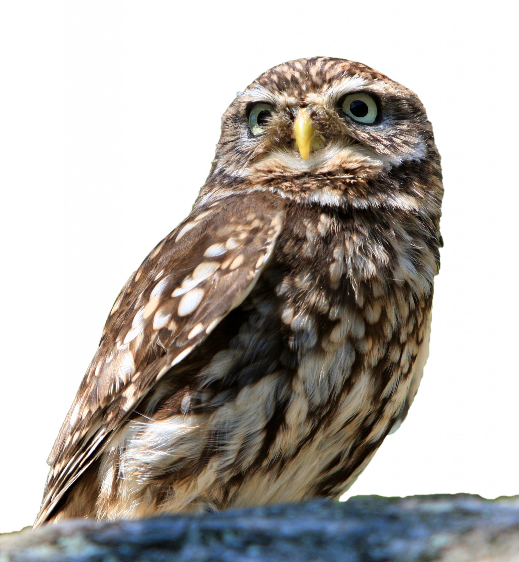 owl bird isolated free photo