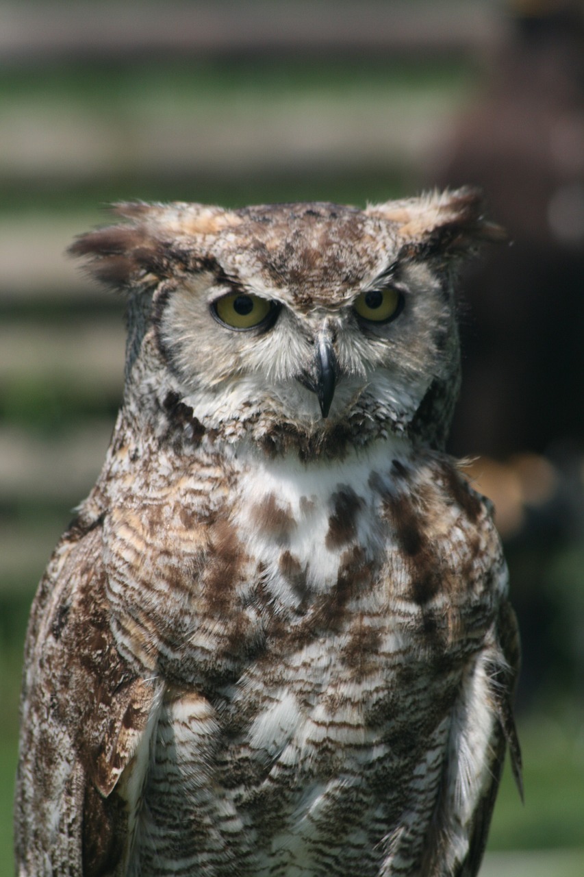 owl owl feather falconer free photo
