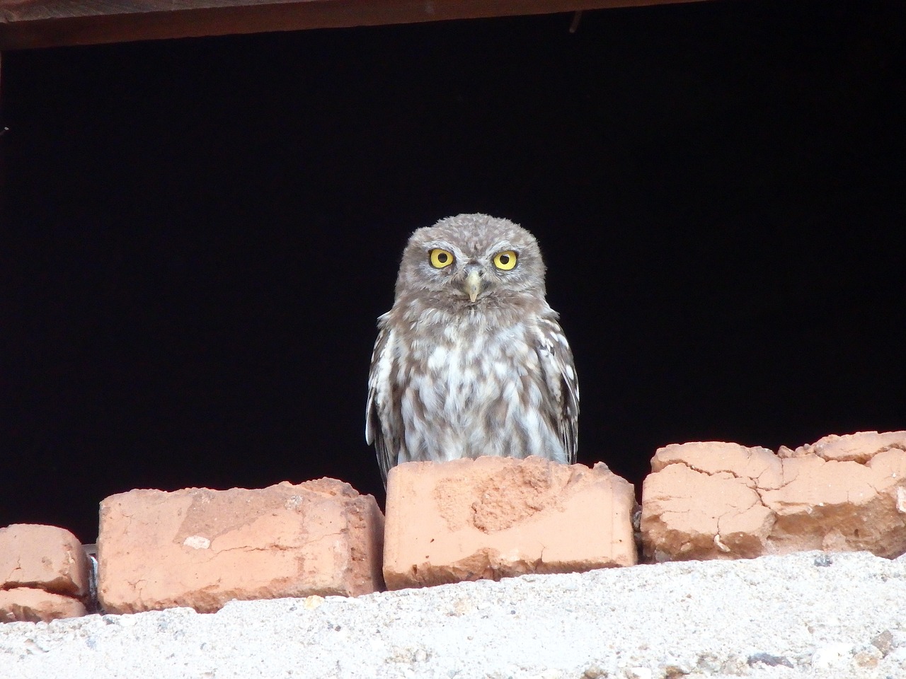 owlet bird owl free photo