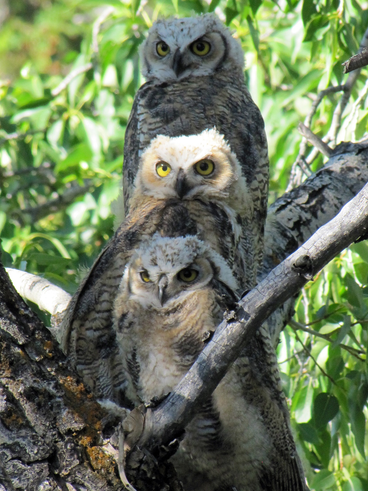 owlets owls young free photo