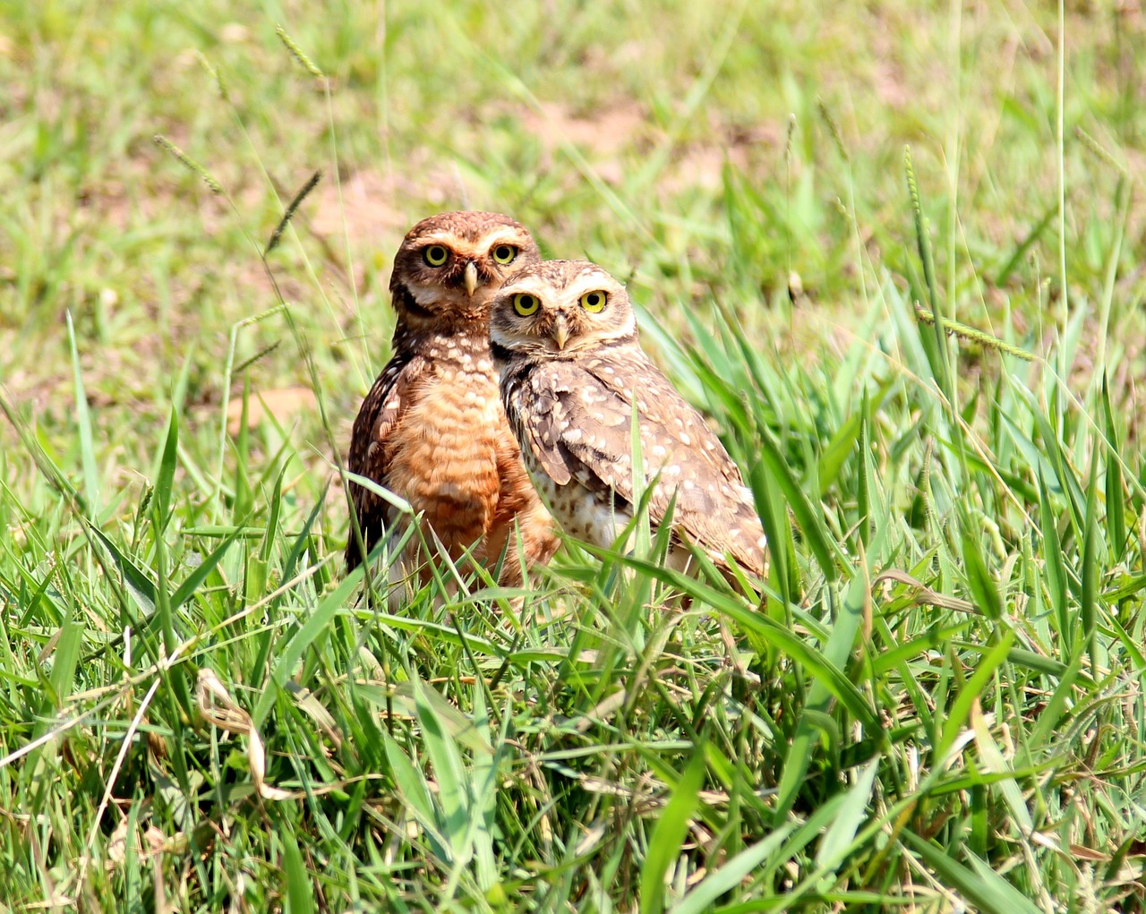 owls burrowing owl casal free photo