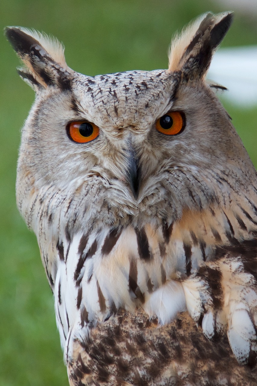 owls raptor beak free photo