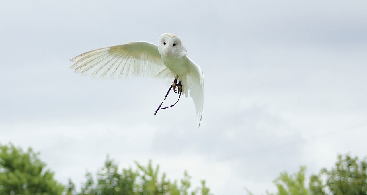 owls bird animal free photo