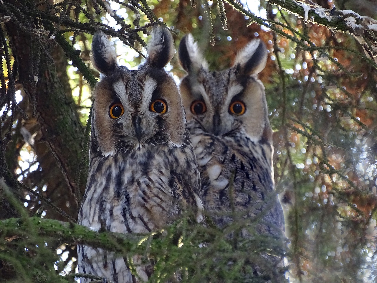 owls long eared owl raptor free photo