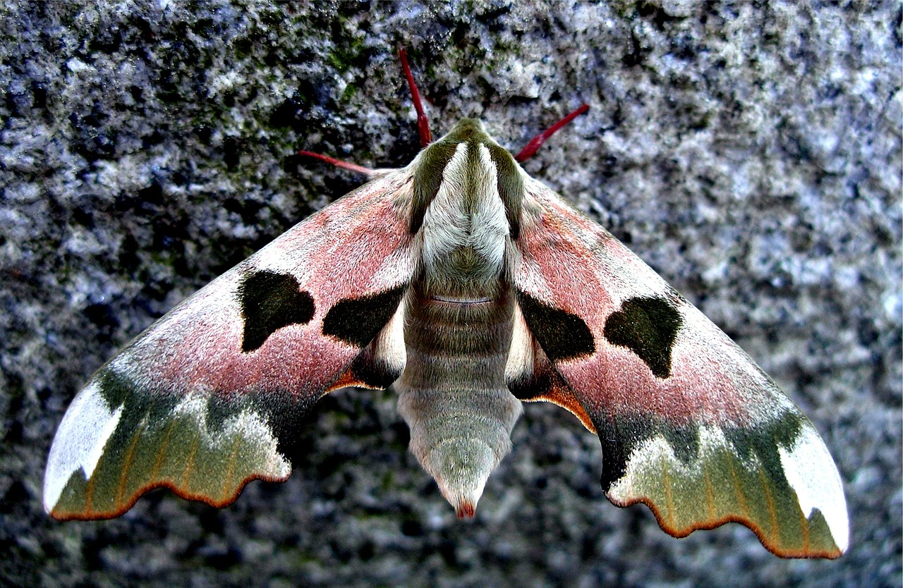 owls butterfly nature free photo