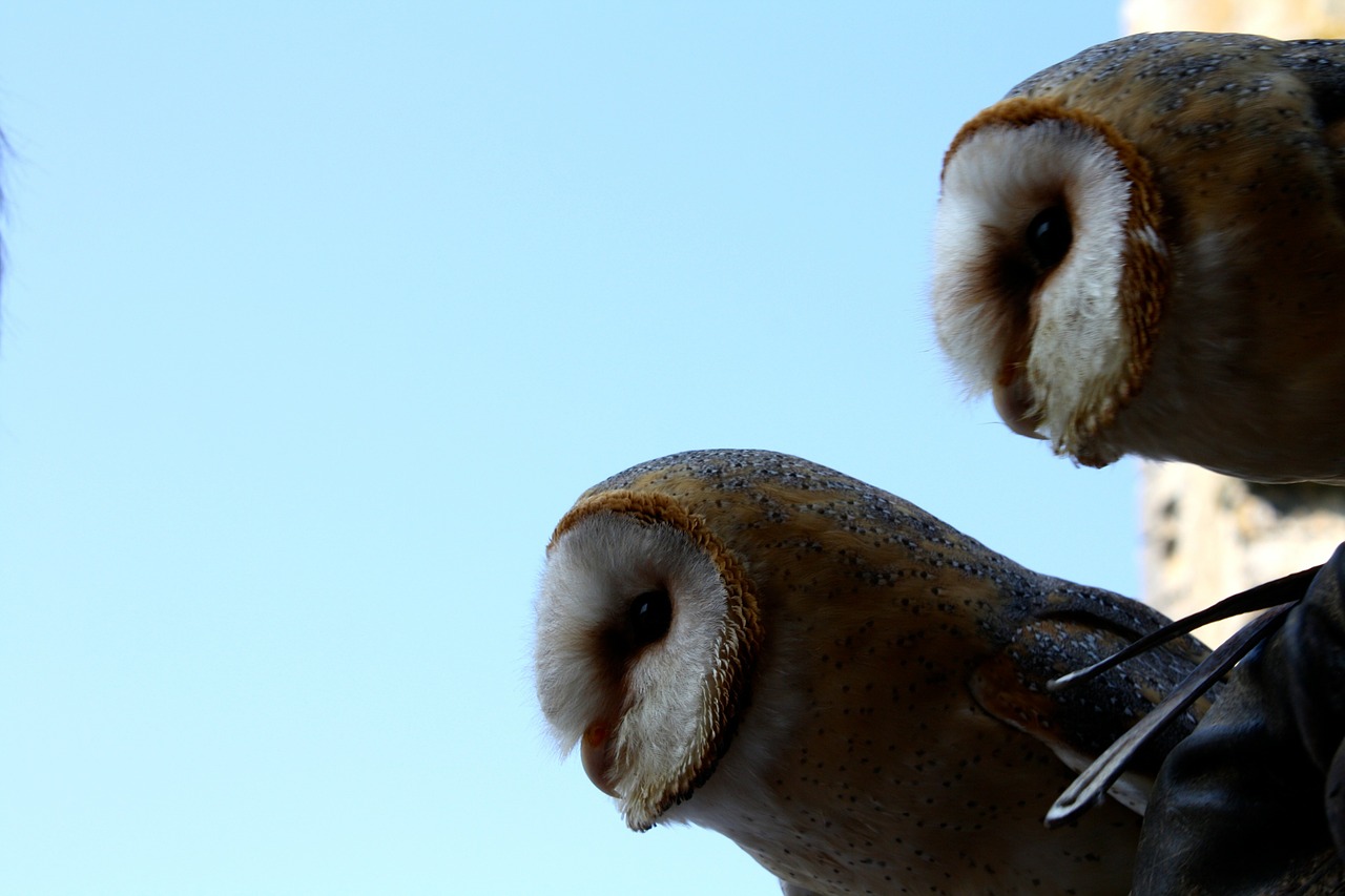 owls pair barn owls free photo