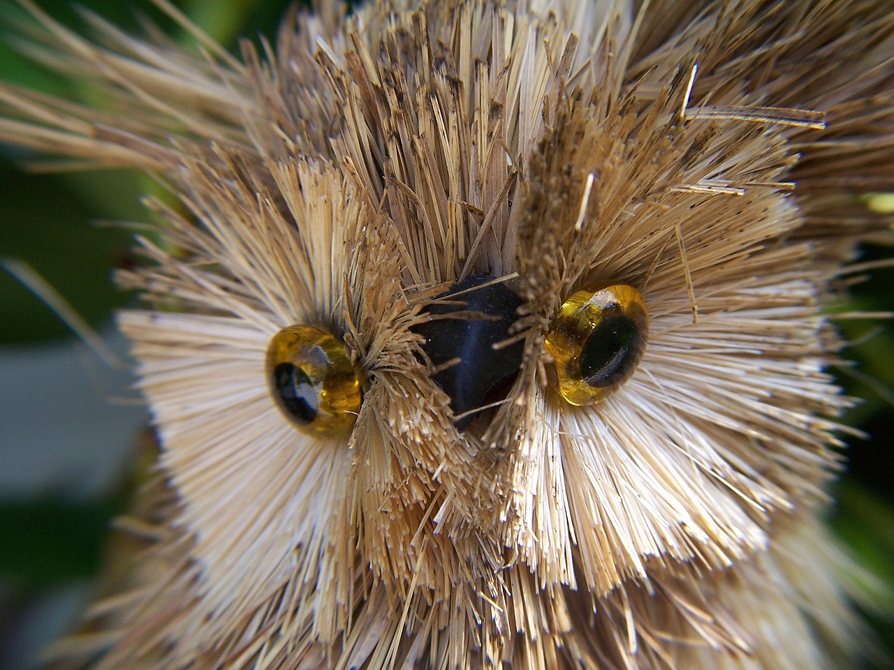 owls animals curiosity free photo