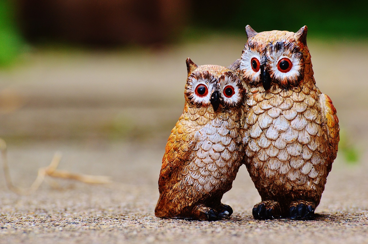 owls birds figures free photo