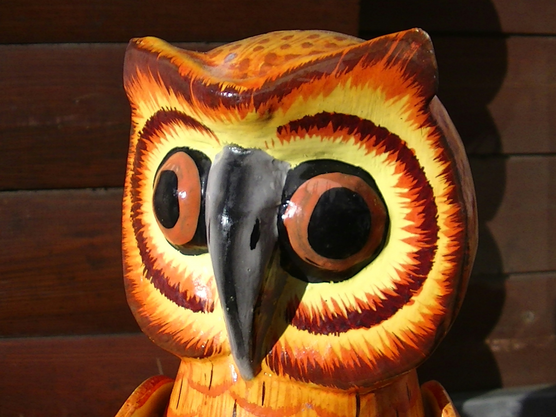 owl owls eye free photo