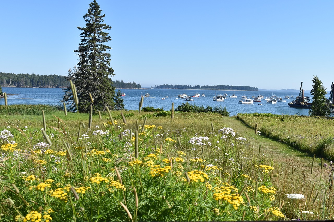 owls head  maine  wildflowers free photo