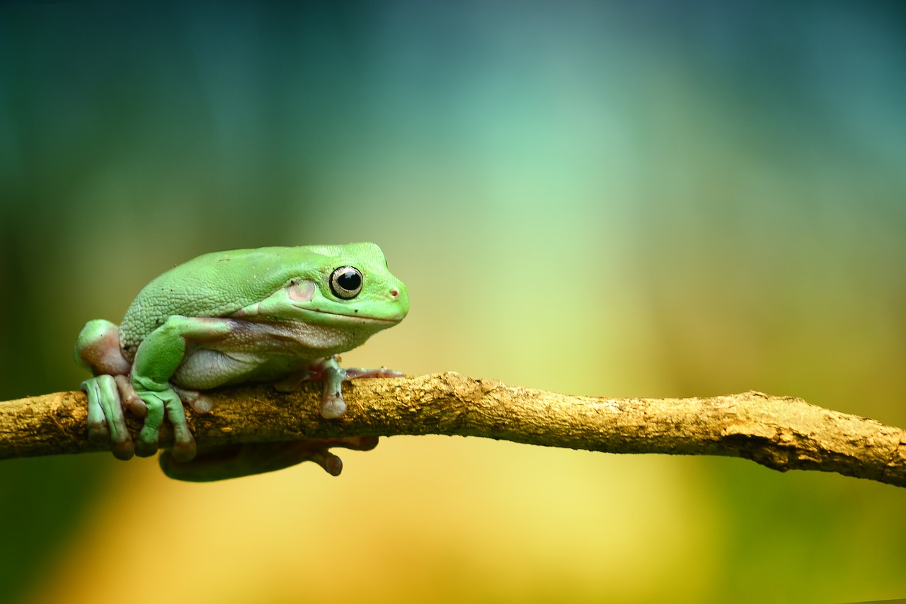 own green frog free photo