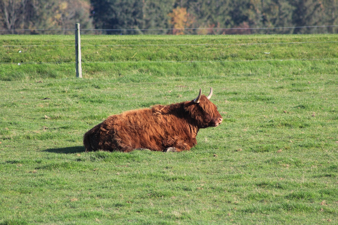 ox animal ruminant free photo