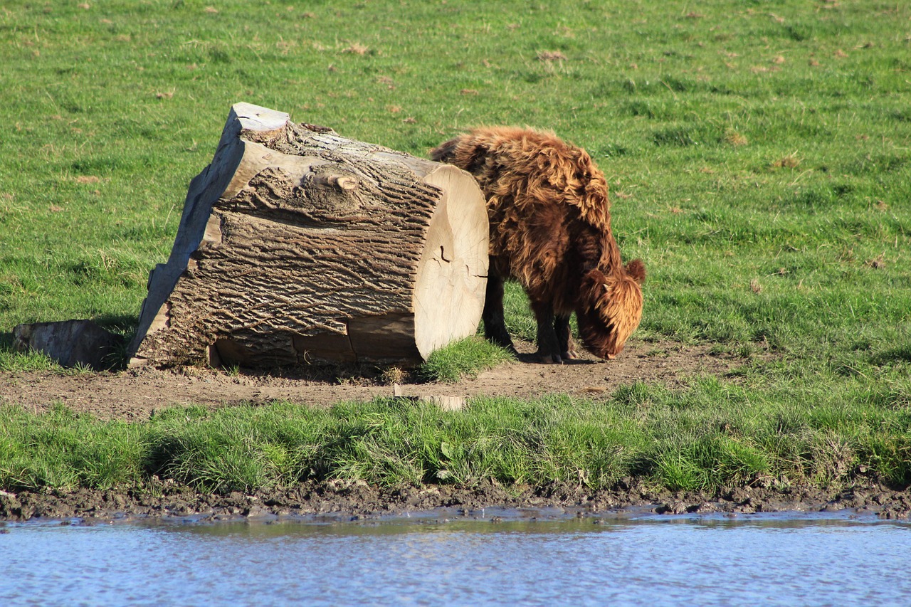 ox animal ruminant free photo