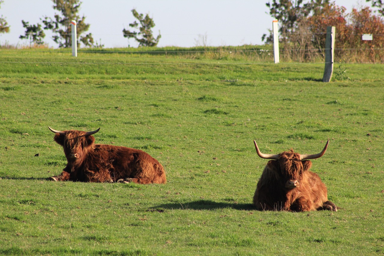 ox animal ruminant free photo