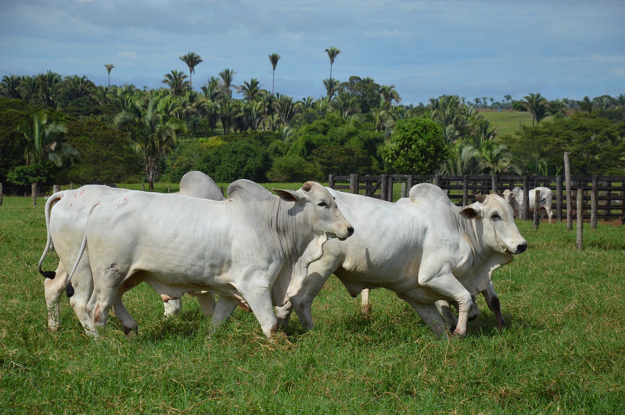 ox running pasture free photo