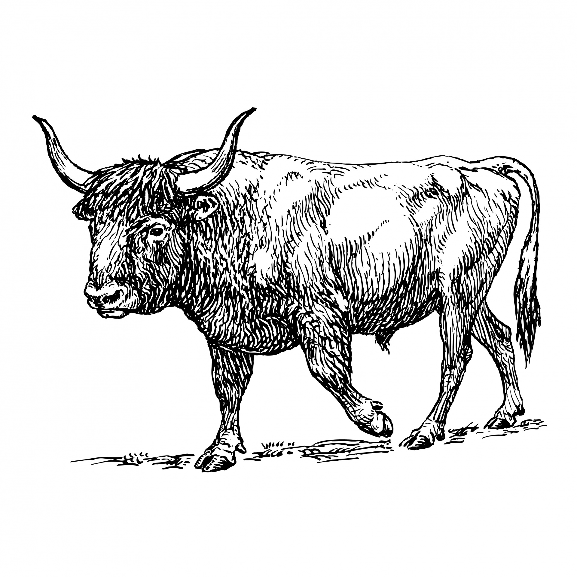 Download free photo of Ox,wild,beast,animal,line art - from 